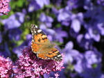 SX06414 Painted lady butterfly (Cynthia cardui) on pink flower Red Valerian (Centranthus ruber).jpg